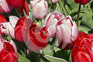 Red and pink tulips in the day