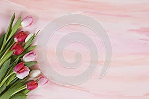 Un rosa tulipani sul acquerello primavera 