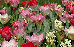Red and pink tulips in a sunny spring garden. photo