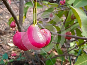 Red ( pink ) wax apple, jambu on tree in Indian agriculture farm