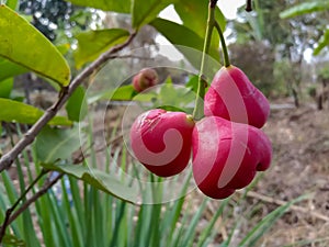 Red ( pink ) wax apple, jambu on tree in Indian agriculture farm