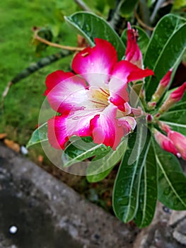 Red or Pink and White Flower