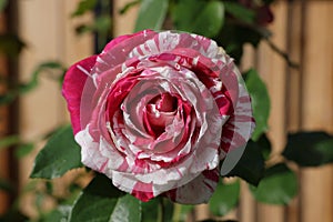 Red pink white multi-colored fragrant rose