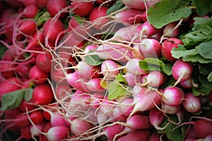 Red, Pink and White Radishes photo