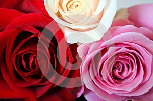 Red, pink and white roses