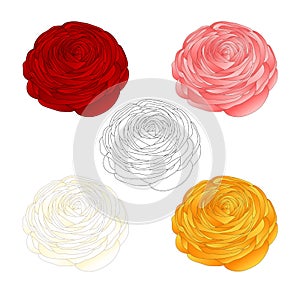 Red, Pink, White, Yellow Ranunculus Flower and outline. Vector Illustration. isolated on White Background