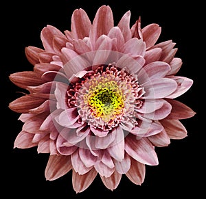 Red-pink-yellow chrysanthemum flower isolated on black background with clipping path. Closeup no shadows. For design.