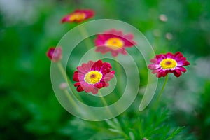 Red pink flowers photo