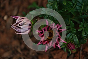 Red pink flowers photo