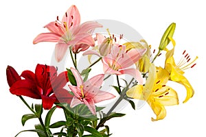 Red, pink and yellow flowers. Lilies on white background