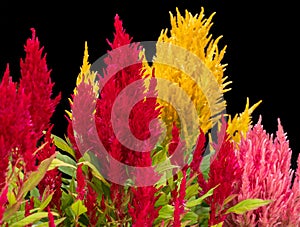 Red, pink and Yellow Plumed cockscomb, Celosia argentea on black background