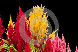 Red, pink and Yellow Plumed cockscomb, Celosia argentea on black background