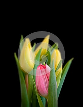 red pink young tulip blossom in front of a blurred bunch of yellow tulips macro, black background