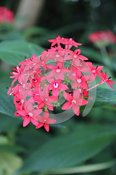 Red pinky flower