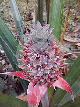 Red Pinneaple Fruit