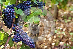 Red pinot noir red wine grapes Burgundy french vineyard France, close up photo