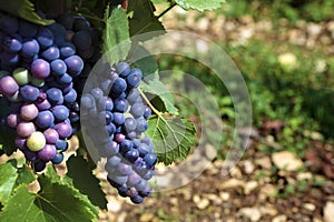 Red pinot noir red wine grapes Burgundy french vineyard France, closeup, copy space