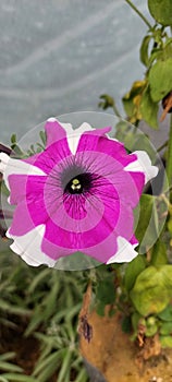 Red Pirouette Petunia is a beautiful flower