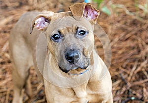 Red Pitbull Puppy Dog