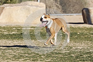 Red Pitbull running through the park