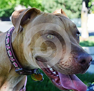 Red pitbull smile