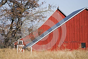 Red Pitched Roofed Dual Barns under the Leafless, Autumn Tree