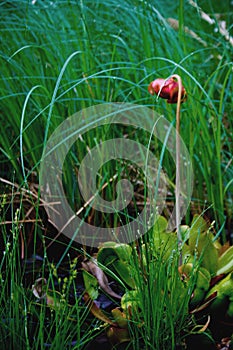 Red Pitcher Plant Flower Growing Wild in Maine