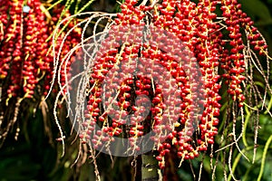 Red plam oil and ripe betel nut fruit on tree. Manila Palm -Vei