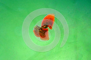 Red planaria flatworms - Convolutriloba retrogemma photo