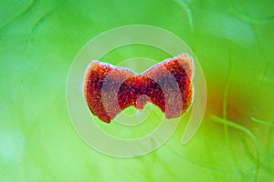 Red planaria flatworms - Convolutriloba retrogemma photo
