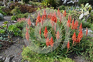 Red Plant in Botanical Garden of Wellington, New Zealand