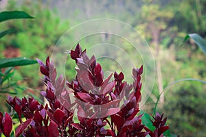Red plant in gardem