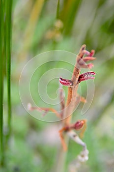 Red plant with green background