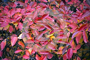 Red plant leaves. Background for design and presentations