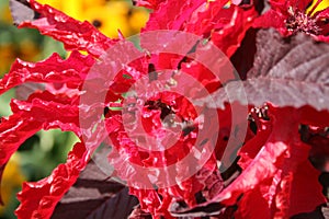 Red plant in the sun