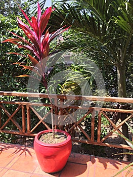 Red plant in thee red pot on the wooden terrace.