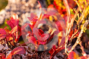 Red plants in autumn Lapland, close-up view