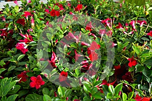 Red plants of dipladenia growing in pots in sunny hothouse