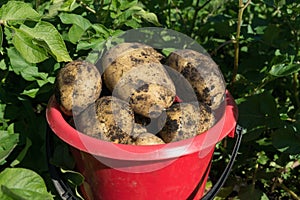 A red plastic bucket stands filled with white potatoes among green potato haulm. Close-up