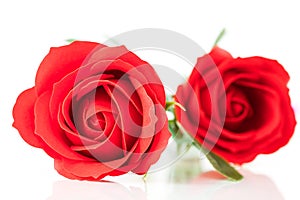 Red plastic fake roses on white