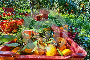 Red plastic fruit boxes full of oranges by orange trees during harvest season in Sicily