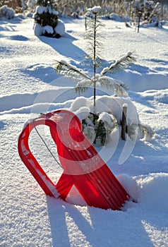 Red plastic sled near small pine tree in deep snow