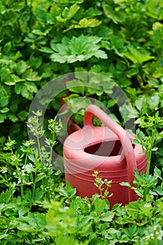 Red plastic watering can in garden. nature