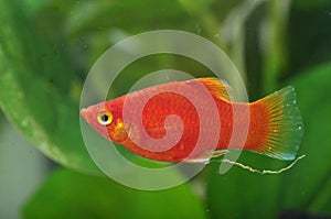A Red Platy photo