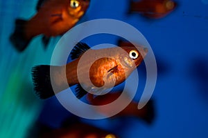 Red Platy Fish photo