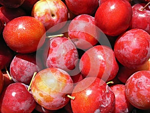 Red Plum