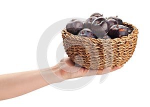 red plum basket in hand