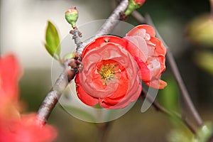 Red plum blossom