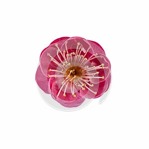 Red plum flower isolated