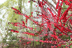 Red plum flower